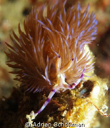 How's my Hair today.... Taken at Redang Island.. Olympus ... by Adrian Schokman 